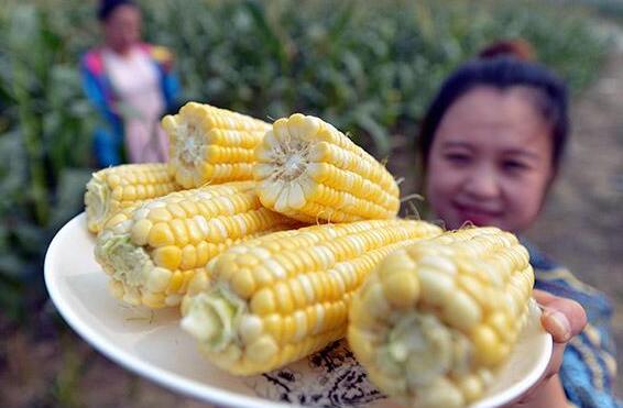 清甜可口的水果玉米, 是转基因食品? 孕妇可以