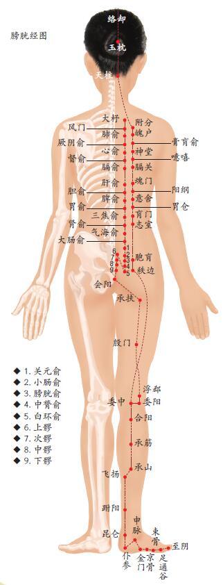 5,刮膀胱经可以抵御外界风寒入侵 膀胱经是人体的排毒通道,也是身体