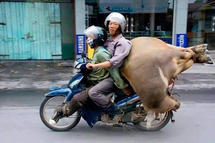 越南人的摩托车, 载牛载猪堪比汽车, 让你大跌眼镜