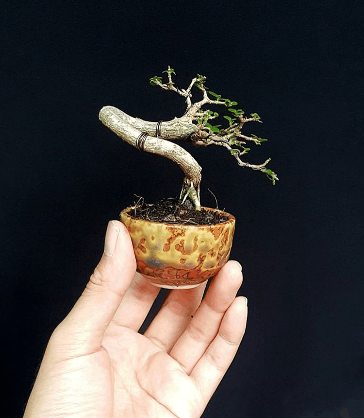 盆景不在大小! 咫尺盎然, 缩龙成寸。是对微型盆景最准确的描述吧?