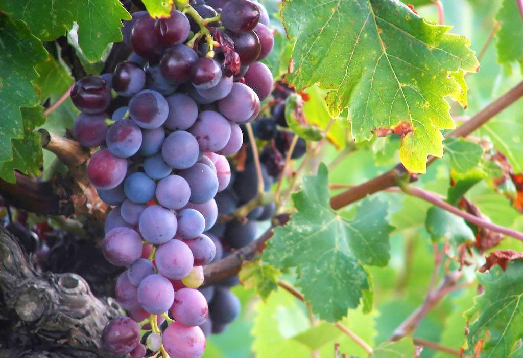 屋顶菜园|我的空中私人菜园——收获篇 屋顶菜园|我的空中私人菜园——收获篇