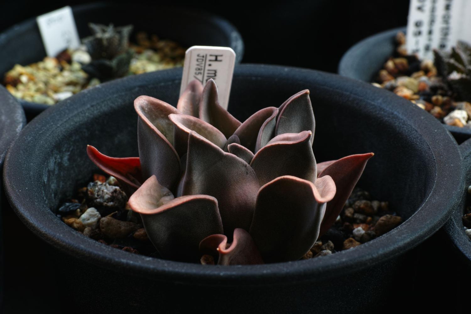 乱花渐欲迷人眼, 如何鉴别好多肉