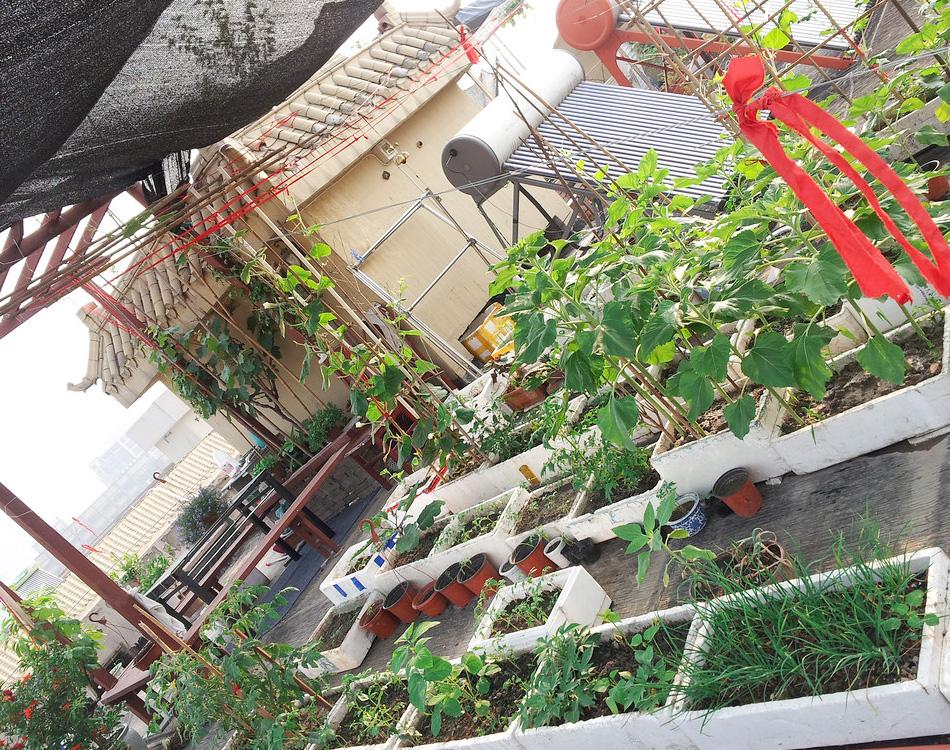 屋顶菜园|我的空中私人菜园——收获篇 屋顶菜园|我的空中私人菜园——收获篇