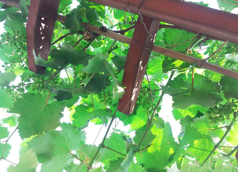 屋顶菜园|我的空中私人菜园——收获篇 屋顶菜园|我的空中私人菜园——收获篇