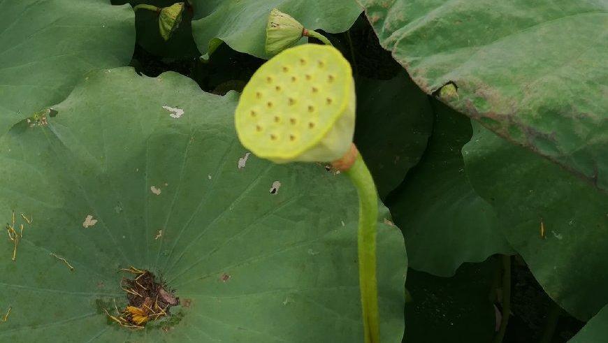 稻田荷花, 十里飘香, 何况莲子还全身是宝