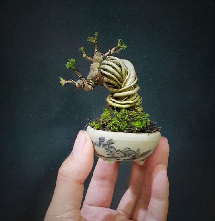 盆景不在大小! 咫尺盎然, 缩龙成寸。是对微型盆景最准确的描述吧?