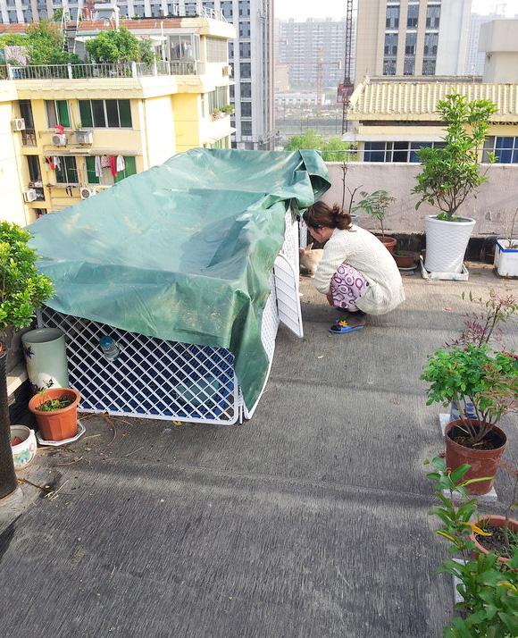 屋顶菜园|我的空中私人菜园——收获篇 屋顶菜园|我的空中私人菜园——收获篇