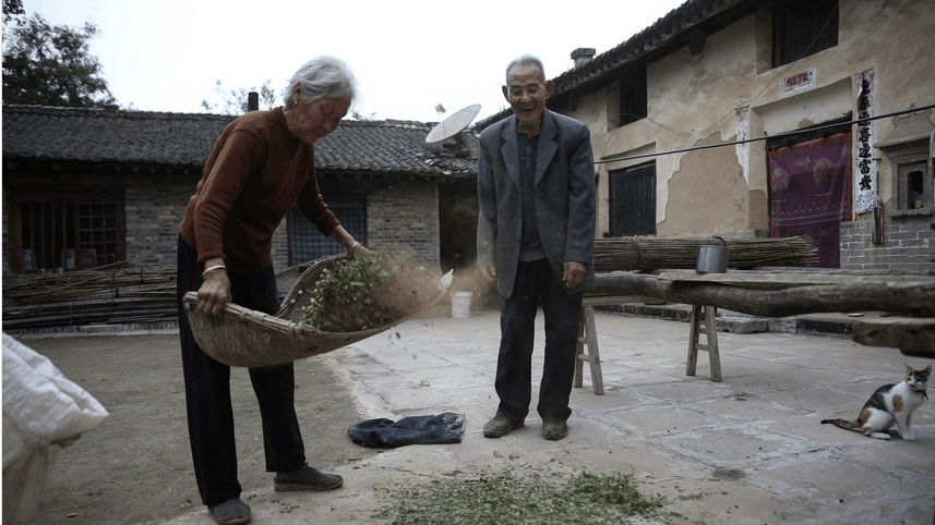 农村8旬老人上树摘酸枣, 给智障儿买月饼吃, 但愿自己