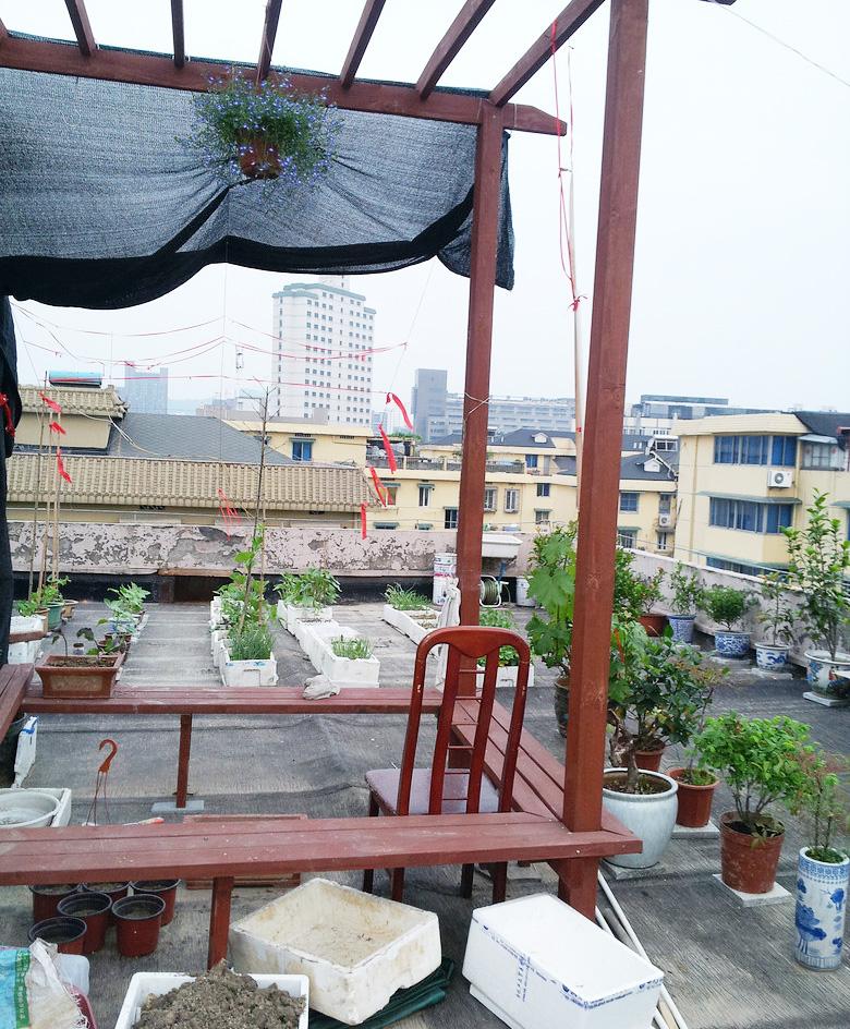 屋顶菜园|我的空中私人菜园——收获篇 屋顶菜园|我的空中私人菜园——收获篇