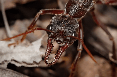 斗牛犬蚁:毒性最强的蚂蚁之一 <wbr>斗牛犬蚁和行军蚁谁厉害?