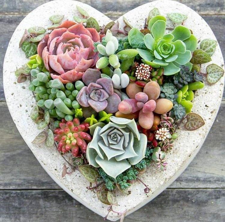 你给多肉的“暖心”照顾, 是在害它们, 6个误区, 请勿进!