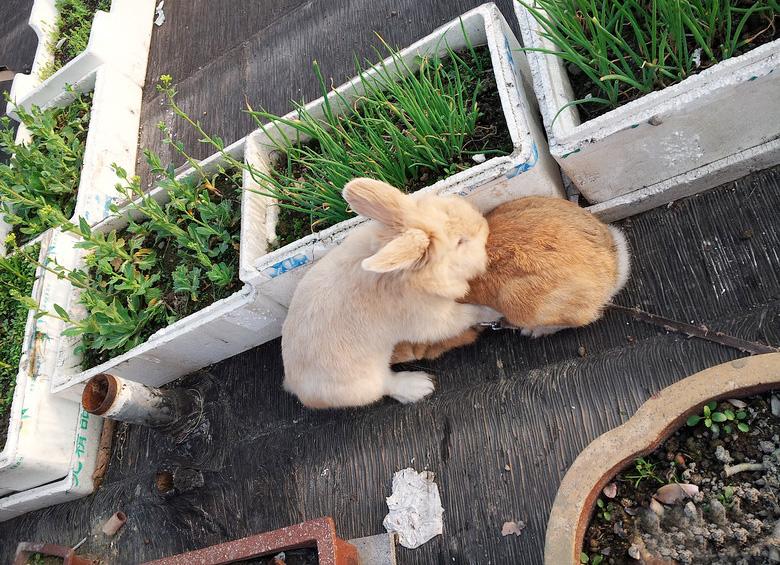 屋顶菜园|我的空中私人菜园——收获篇