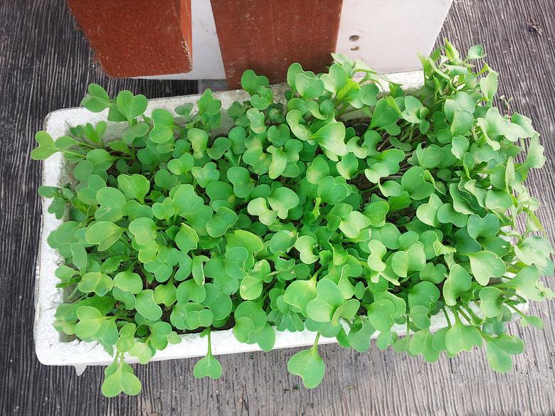 屋顶菜园|我的空中私人菜园——收获篇 屋顶菜园|我的空中私人菜园——收获篇