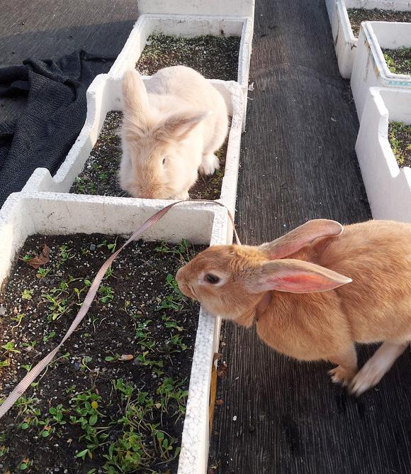 屋顶菜园|我的空中私人菜园——收获篇 屋顶菜园|我的空中私人菜园——收获篇