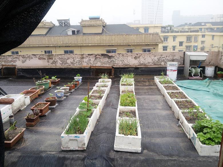 屋顶菜园|我的空中私人菜园——收获篇 屋顶菜园|我的空中私人菜园——收获篇