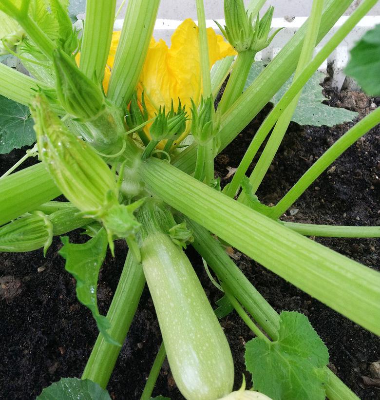 屋顶菜园|我的空中私人菜园——收获篇 屋顶菜园|我的空中私人菜园——收获篇