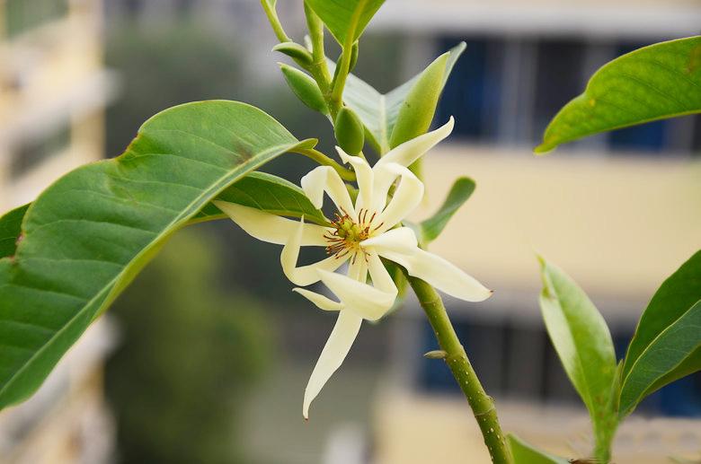 屋顶菜园|我的空中私人菜园——收获篇 屋顶菜园|我的空中私人菜园——收获篇