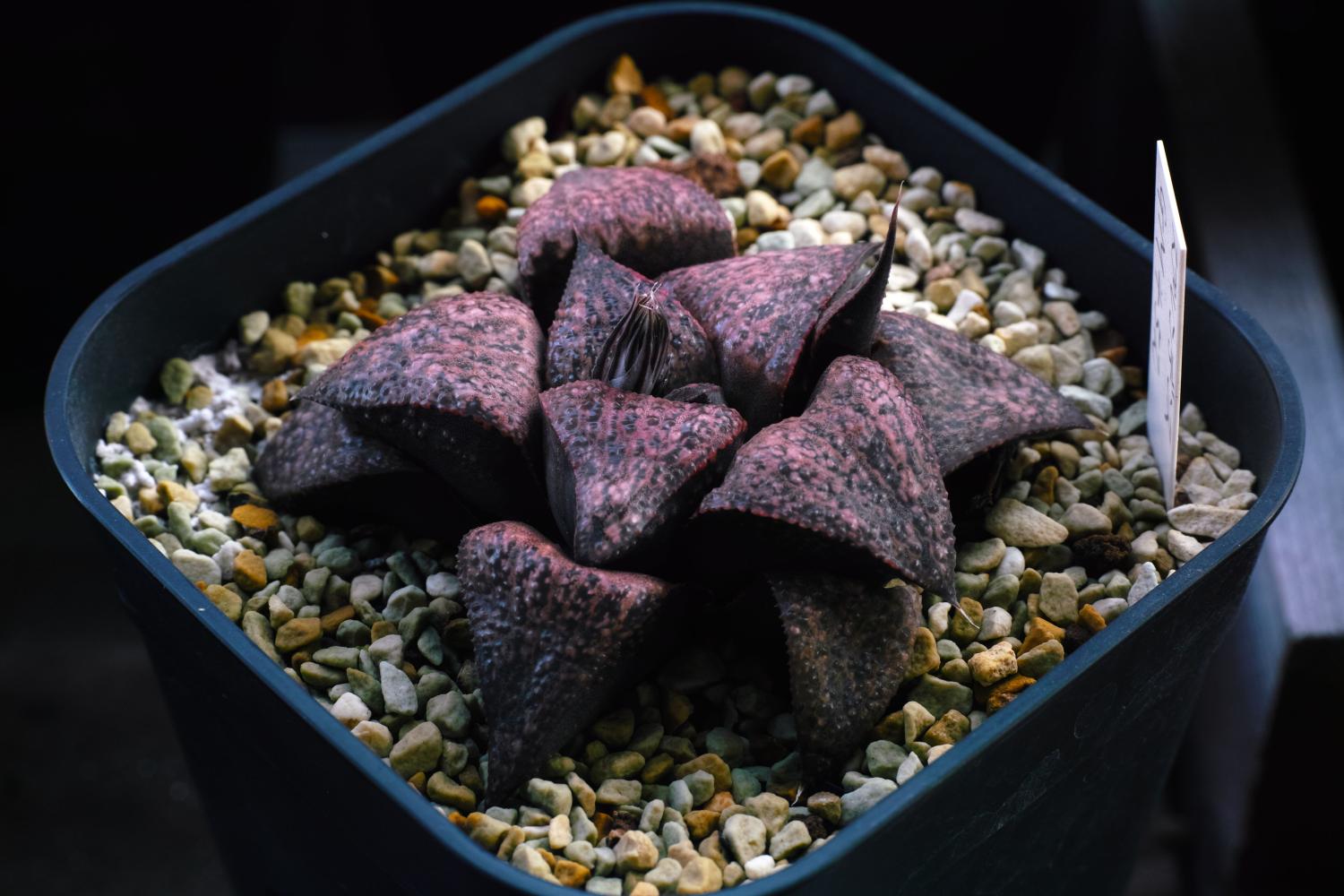 乱花渐欲迷人眼, 如何鉴别好多肉