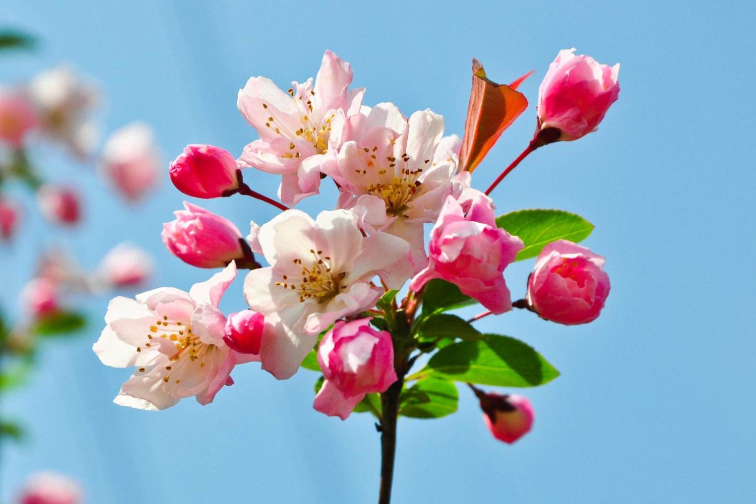 家居养花之庭院花卉垂丝海棠