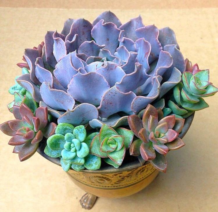 你给多肉的“暖心”照顾, 是在害它们, 6个误区, 请勿进!