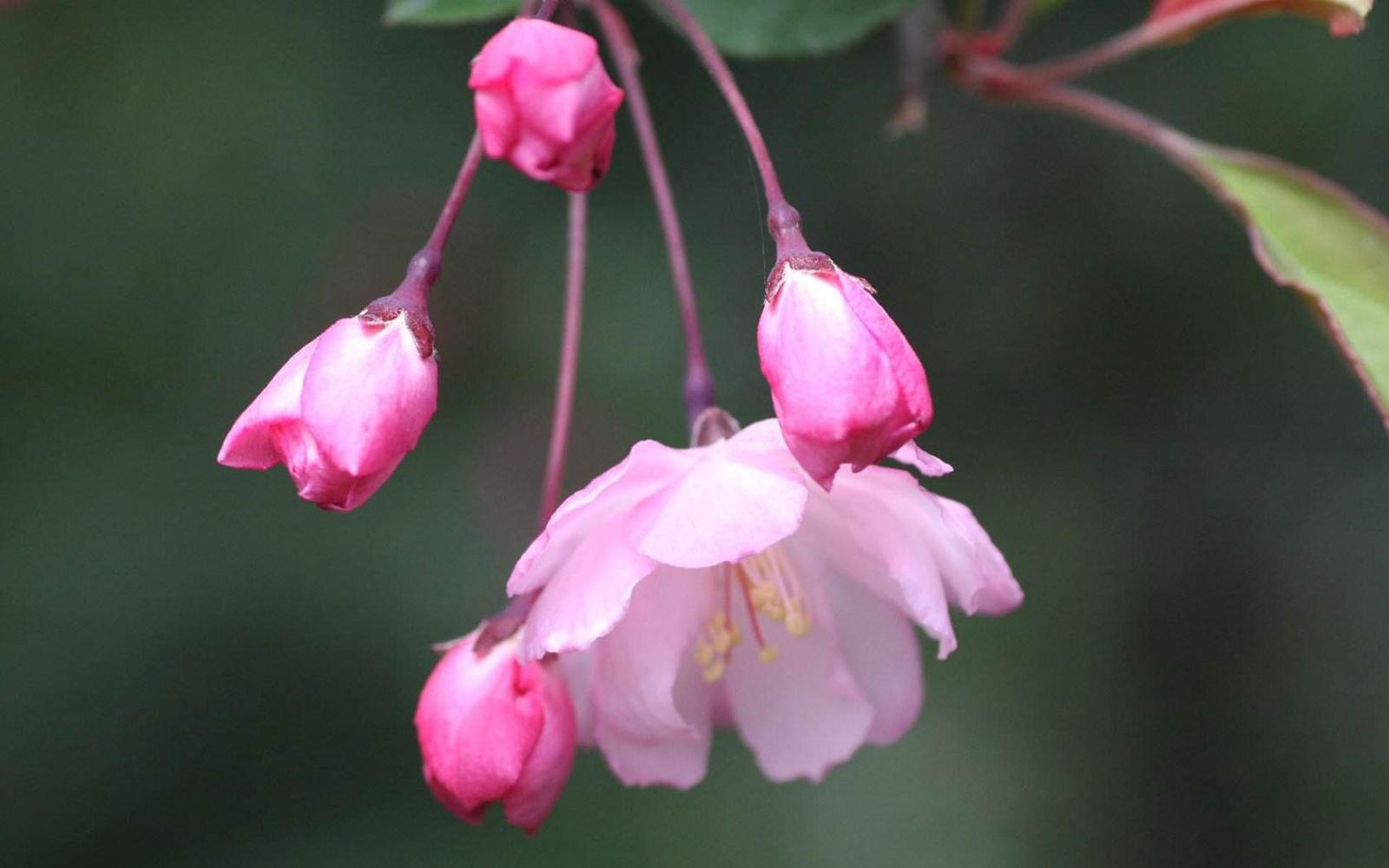 家居养花之庭院花卉垂丝海棠
