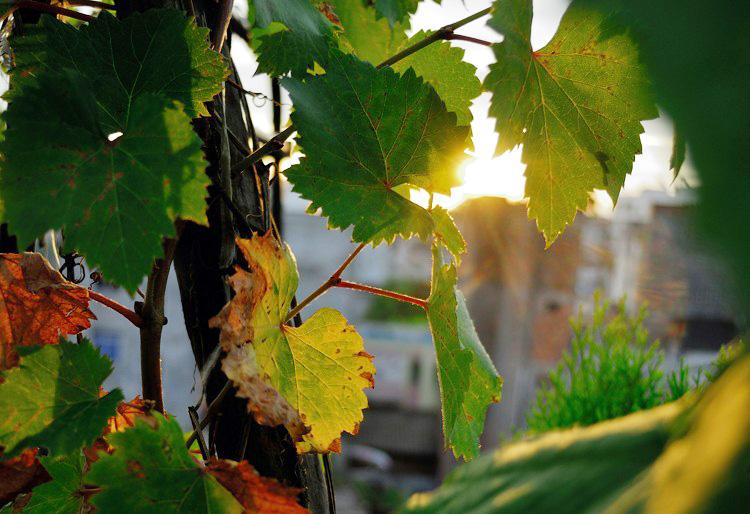 屋顶菜园|我的空中私人菜园——收获篇 屋顶菜园|我的空中私人菜园——收获篇