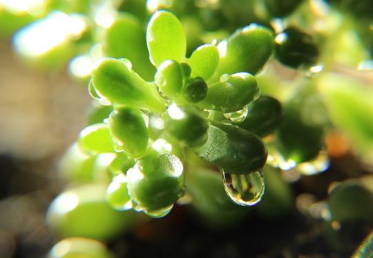 你给多肉的“暖心”照顾, 是在害它们, 6个误区, 请勿进!