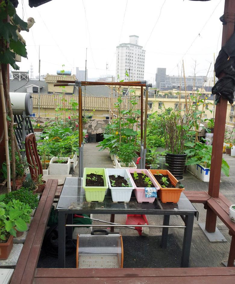 屋顶菜园|我的空中私人菜园——收获篇 屋顶菜园|我的空中私人菜园——收获篇