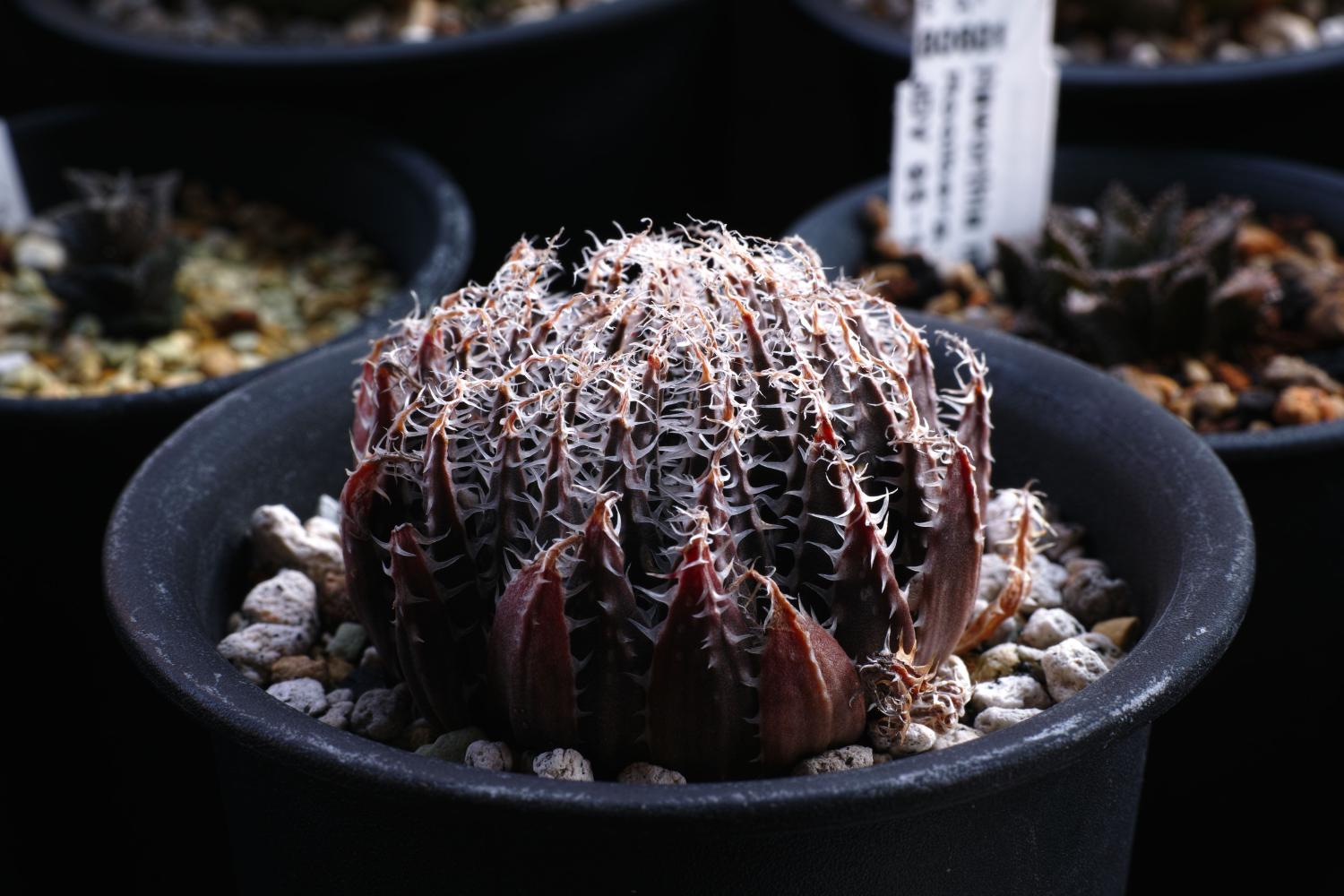 乱花渐欲迷人眼, 如何鉴别好多肉