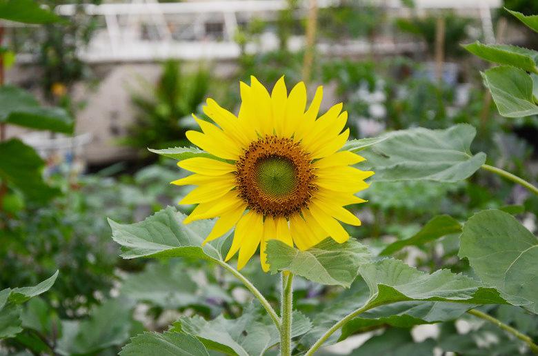 屋顶菜园|我的空中私人菜园——收获篇 屋顶菜园|我的空中私人菜园——收获篇