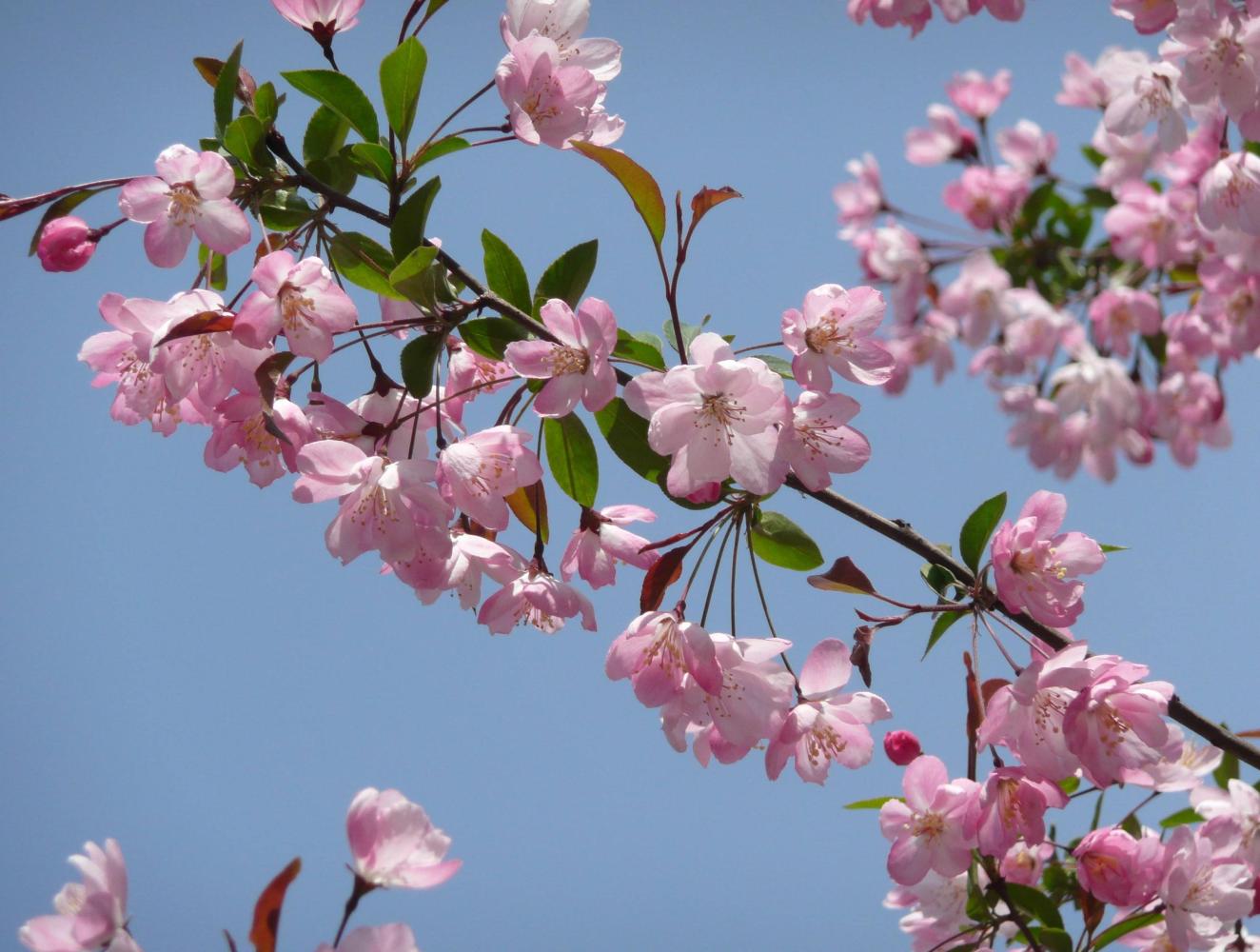家居养花之庭院花卉垂丝海棠