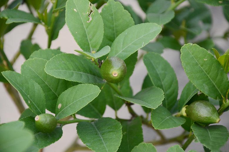 屋顶菜园|我的空中私人菜园——收获篇 屋顶菜园|我的空中私人菜园——收获篇