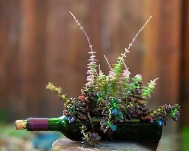 你给多肉的“暖心”照顾, 是在害它们, 6个误区, 请勿进!