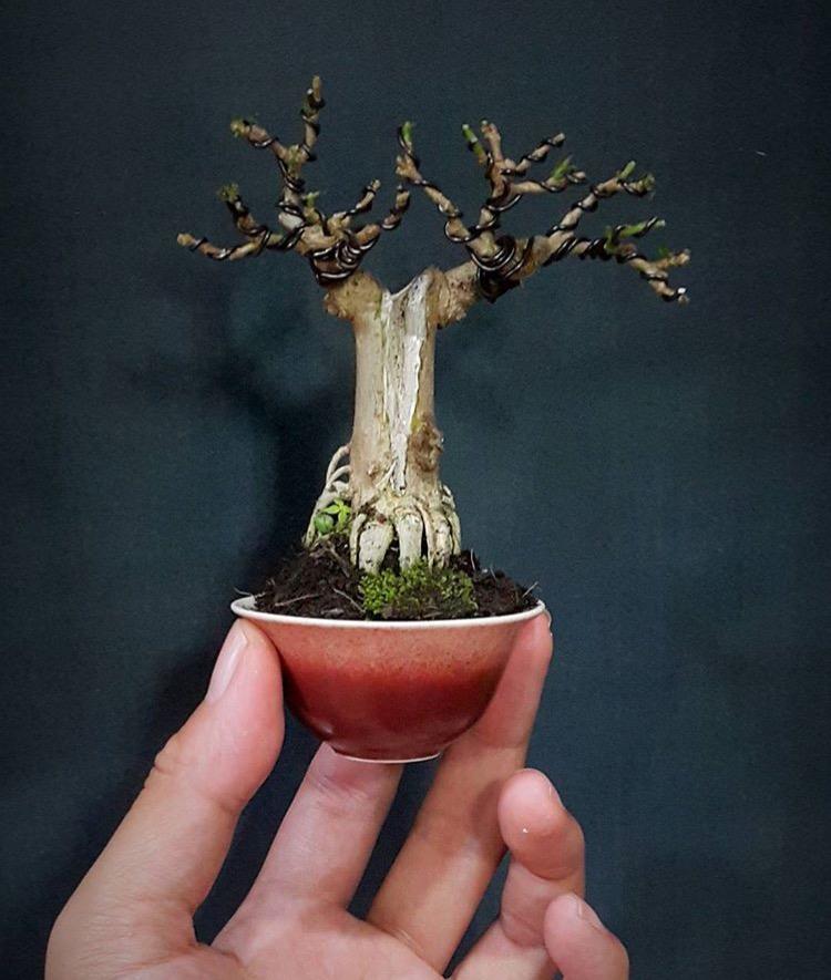 盆景不在大小! 咫尺盎然, 缩龙成寸。是对微型盆景最准确的描述吧?