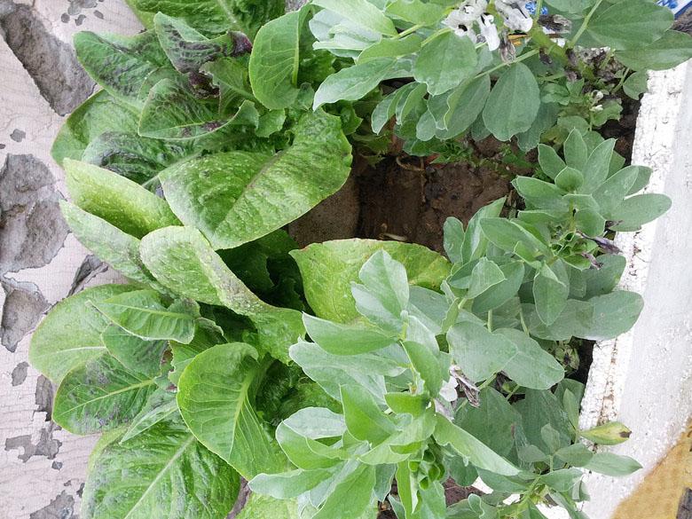 屋顶菜园|我的空中私人菜园——收获篇