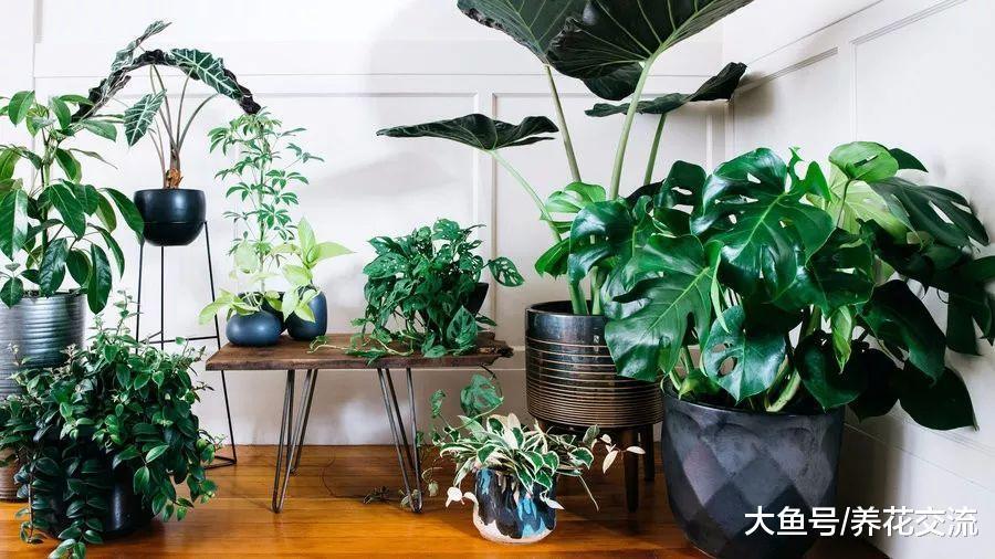 知道这几个养护技巧, 家里常见的这8种植物就很难养死了