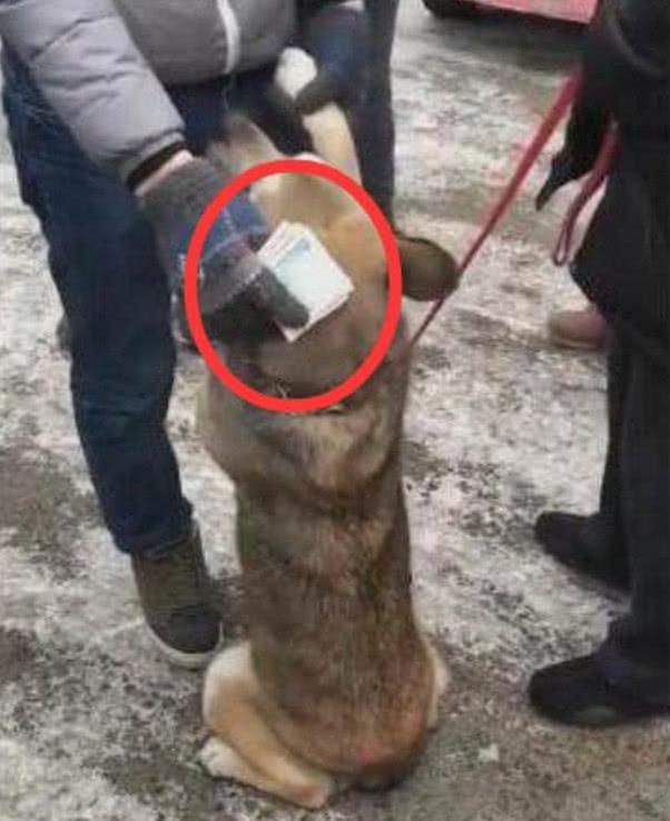 狗狗惨被主人卖掉, 苦苦哀求不肯离开, 哀嚎声让人心疼不已!