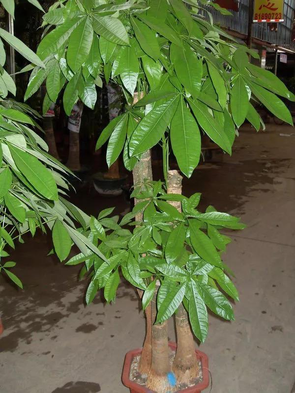 这10种花别乱浇水, 水浇的越多死的越快!