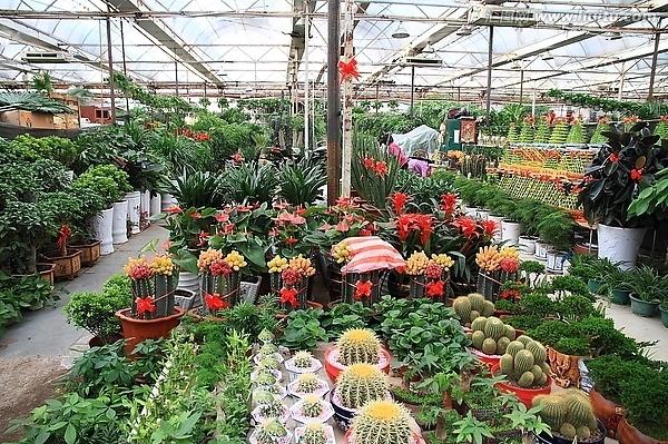 花市“潜伏”1周, “猫咪”竟然这么多, “5种”花买了“死翘翘”