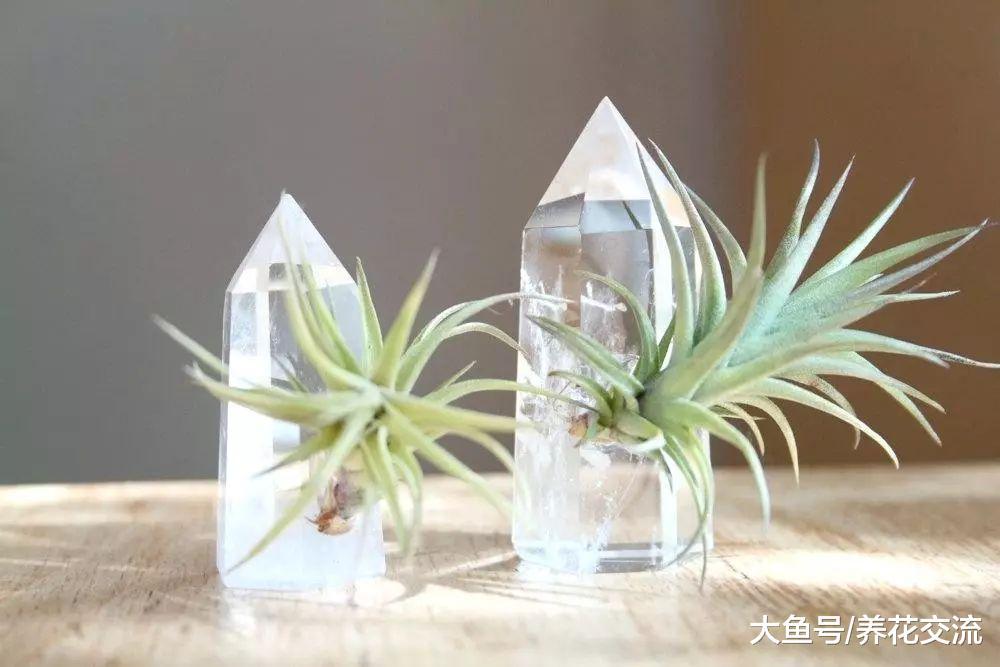空气凤梨只需定期喷水就能养活, 可以随意摆放在家里的各个角落