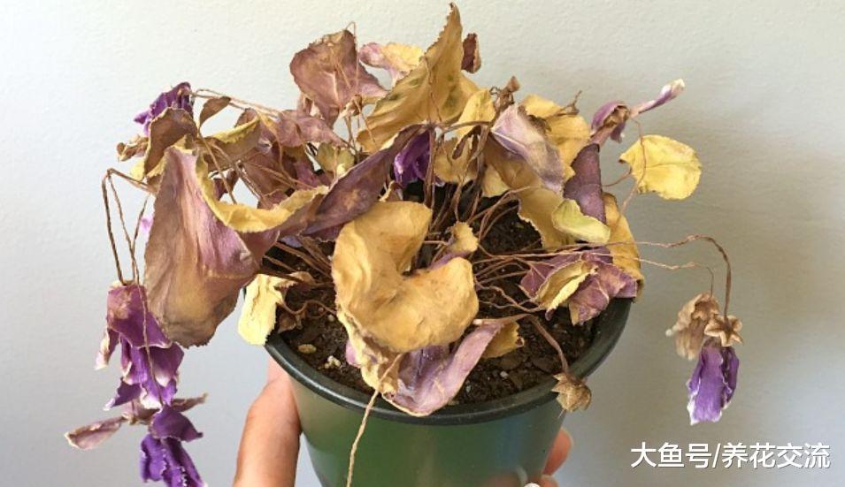 仙客来总是烂根黄叶, 挖起来看看才知道养错方法了