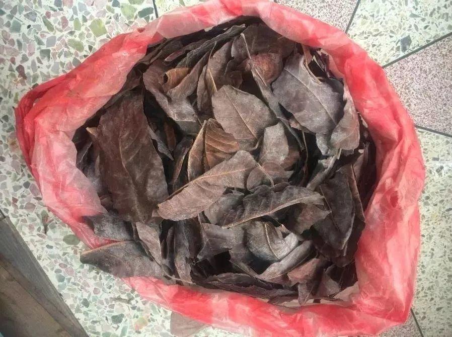 路边捡点它, 开水一烫扔盆里, 养花10年不烂根!