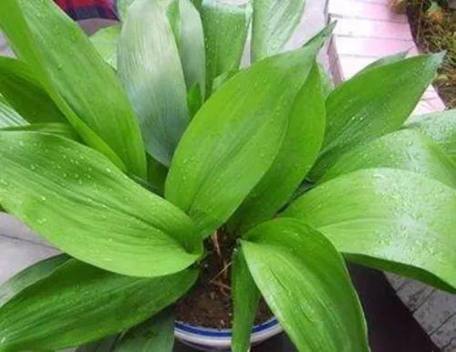 这些植物可以直接放在家里背光处, 再也不用担心房间里空荡荡啦!