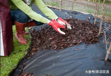 控制院子里杂草生长的六个技巧, 促进花卉常年开花
