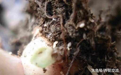 室内植物花卉上常见的五种病虫害, 用这些方法就能清除