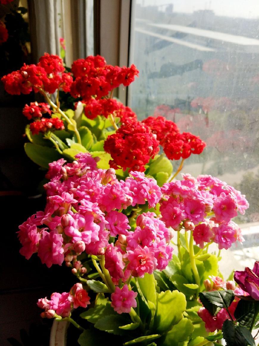 邻居只养“2种”花, 阳台变成“大染缸”, 秋天“开花”上千朵