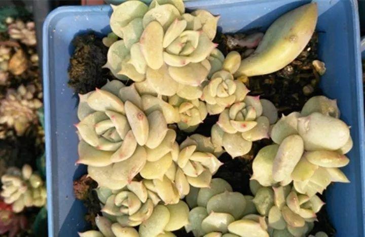 姐姐把多肉放雪地里, 冻了3天竟然更胖, 太任性!