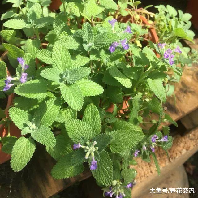 这12种植物都有非常棒的驱虫效果, 那家里养了哪一种呢?