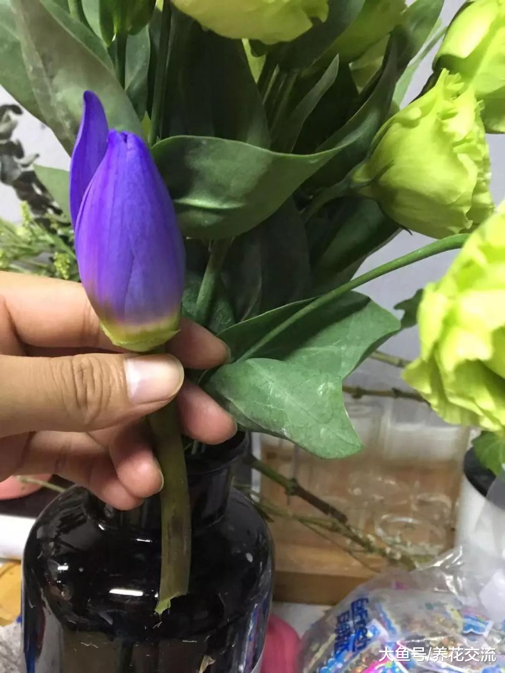 剪下来的睡莲用这些技巧能保鲜更久, 和其他的花卉的保鲜区别很大