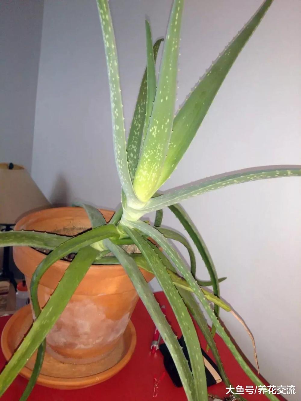 植物没有定期转盆的后果, 花期的盆栽摆哪里最好